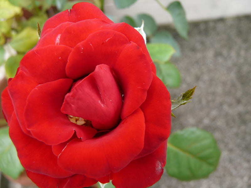 rose, flower, cute, red, HD wallpaper