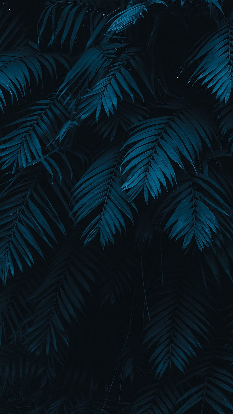 Leaves, ferns, trees, HD mobile wallpaper | Peakpx