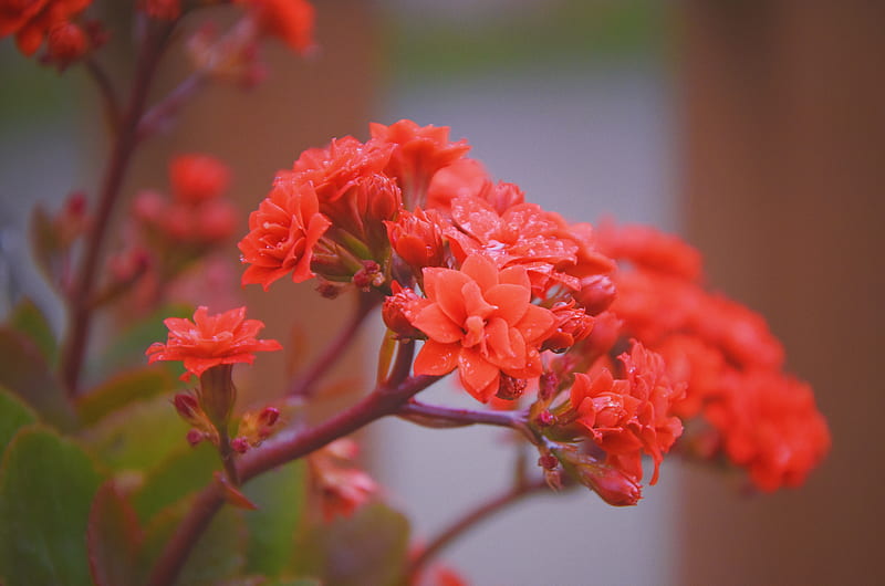red flowers in tilt shift lens, HD wallpaper