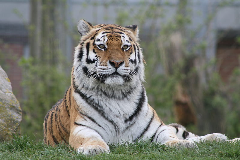 tiger, big cat, glance, predator, paws, HD wallpaper