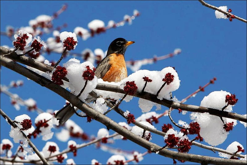 Late Winter Visitor, tree, bird, robin, spring, buds, winter, HD wallpaper
