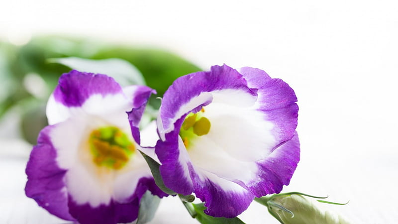 Belleza púrpura, púrpura, amor, flor lila, flores, blanco, Fondo de  pantalla HD | Peakpx