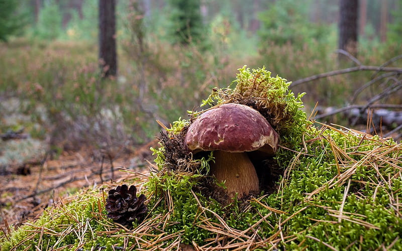 Mushroom under Moss, boletus, forest, mushroom, moss, Latvia, pine cone, HD wallpaper