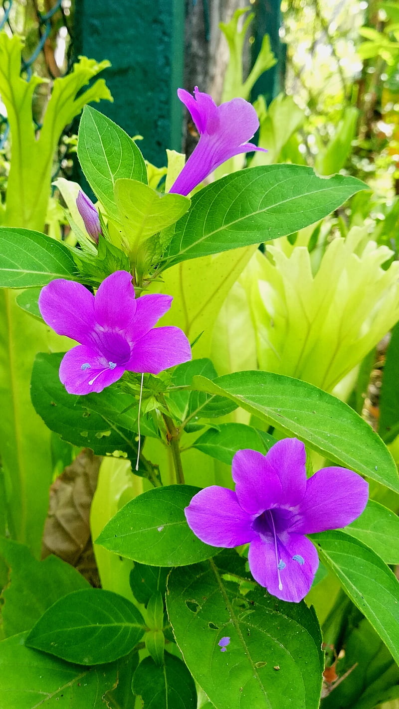 The beautyful 3, flowers, green, HD phone wallpaper