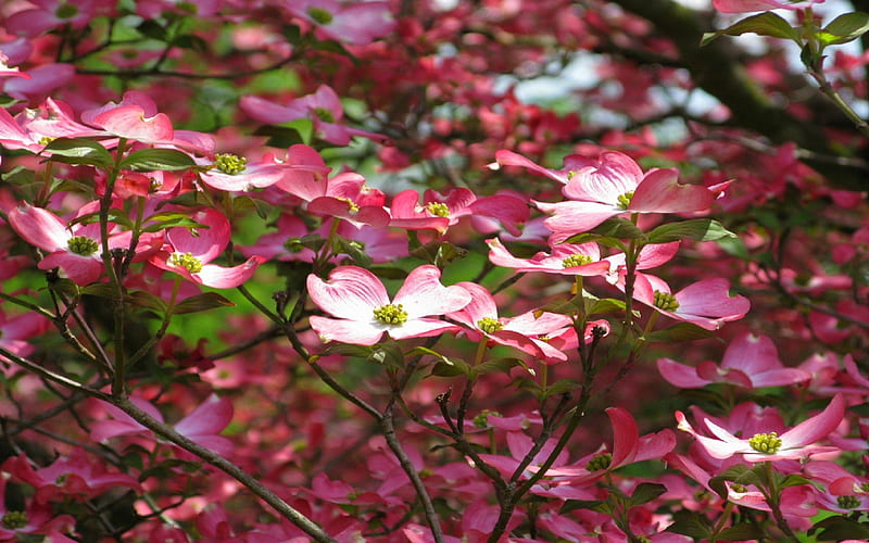 Pink Dogwood Flower, dogwood, tree, blossom, flower, day, nature, pink, HD wallpaper