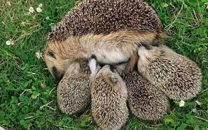 Hedgehog Family, babies, grass, mother, hedgehogs, HD wallpaper