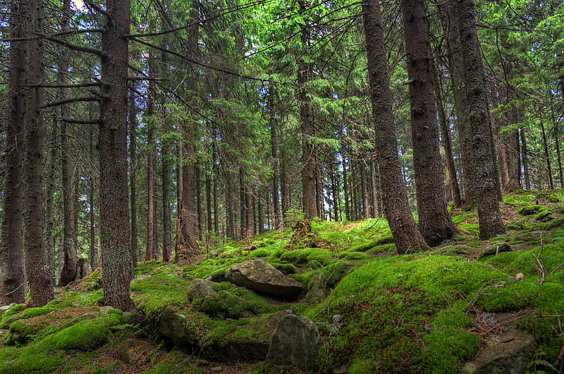 forest, trees, stones, moss, pine, HD wallpaper