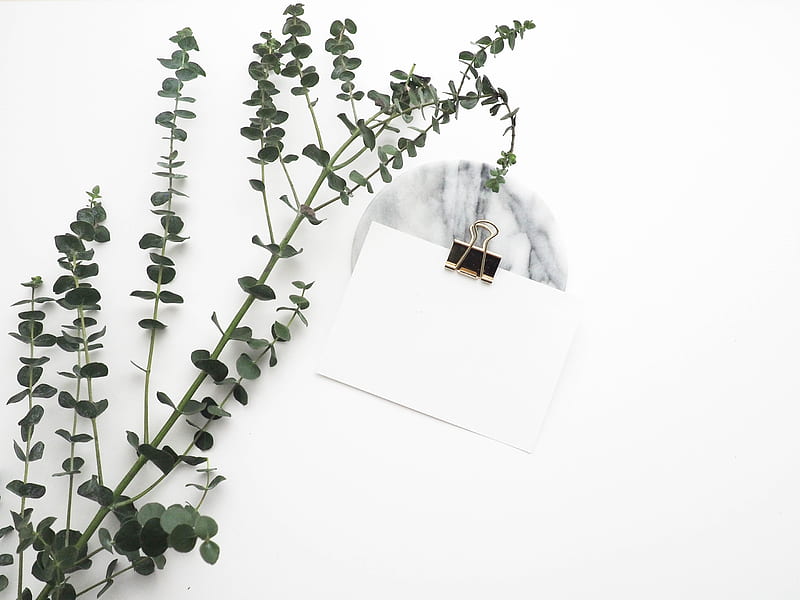white card with paper clip near plant, HD wallpaper