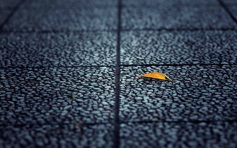 Fallen Leaf Autumn, leaf, autumn, nature, HD wallpaper