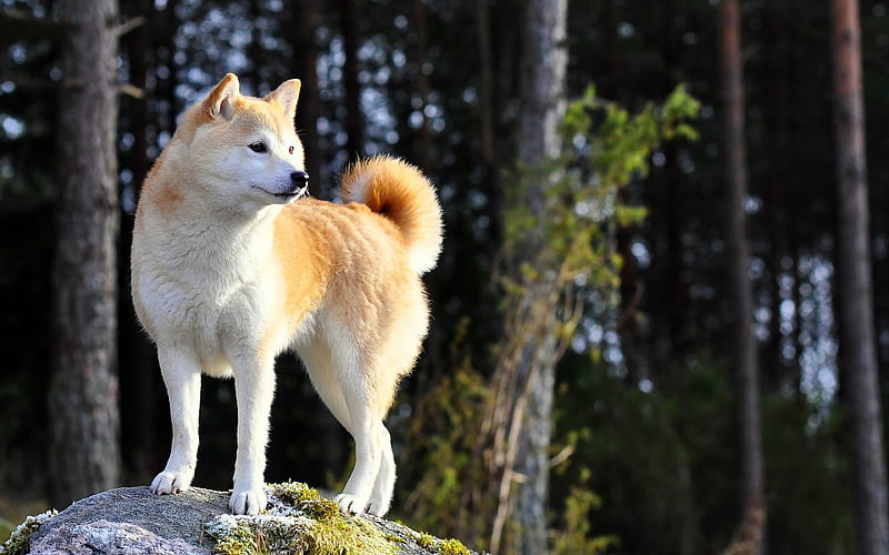 Akita, white brown dog pets, Japanese breed of dogs, Akita-inu, Akita-ken, HD wallpaper
