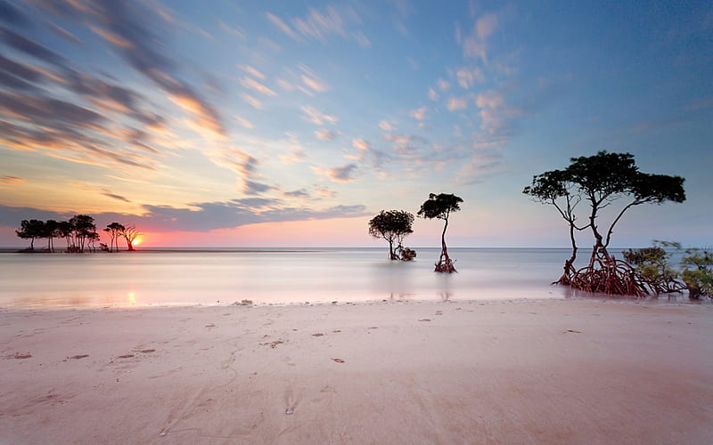trees that grow by the seashore, beach, shore, sunset, trees, sea, HD wallpaper
