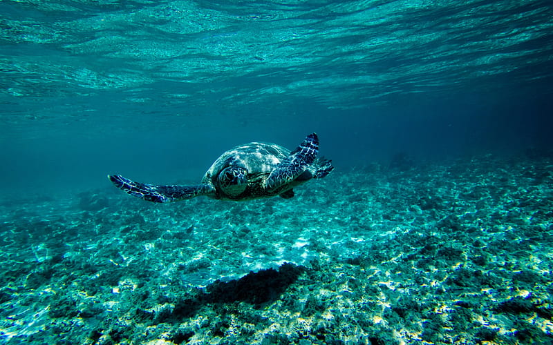 turtle under water, Australia, sea, underwater world, large turtle, HD wallpaper