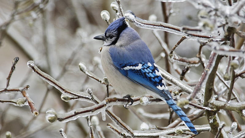 Beautiful Blue Jay in Winter, blue jays, birds, winter, animals, HD wallpaper