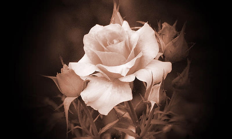 Soy una hermosa rosa, suavidad, sepia, rosa, flores, marrones, belleza, Fondo de pantalla HD | Peakpx Soy una hermosa rosa, suavidad, sepia, rosa, flores, marrones, belleza, Fondo de pantalla HD | Peakpx
