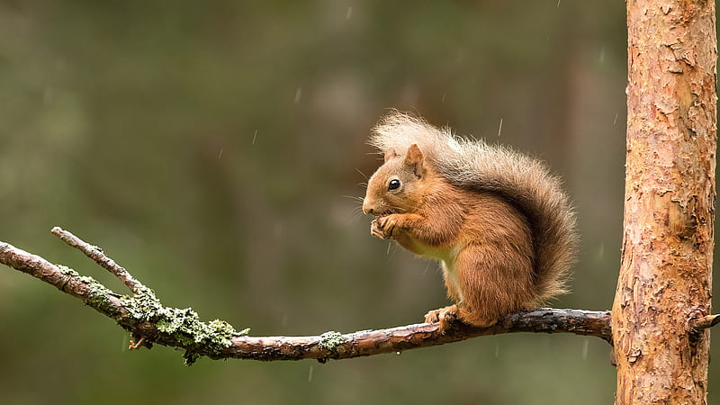 Brown Squirrel On Tree Stalk Eating Nut Squirrel, HD wallpaper