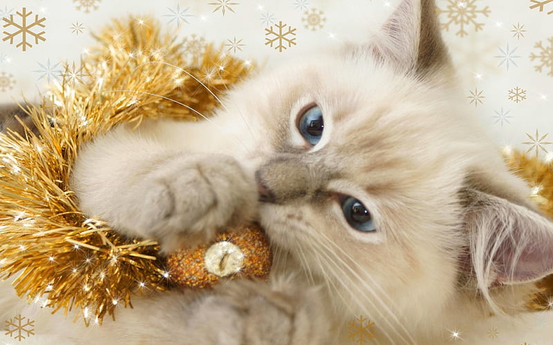 Christmas kitty, playing, pretty, lovely, holiday, fluffy, decoration, kitty, bonito, new year, adorable, cat, sweet, cute, nice, kitten, white, HD wallpaper