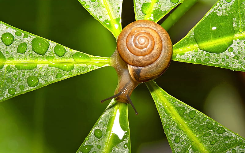 snail after the rain-snail album, HD wallpaper
