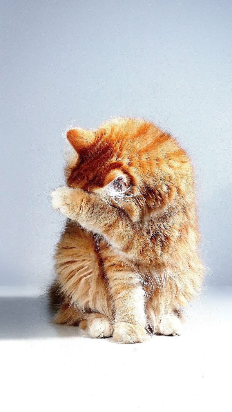Cute Animals Cat Feeling Shy, cute animals, cat, feeling shy, animal, pet,  brown, HD phone wallpaper | Peakpx