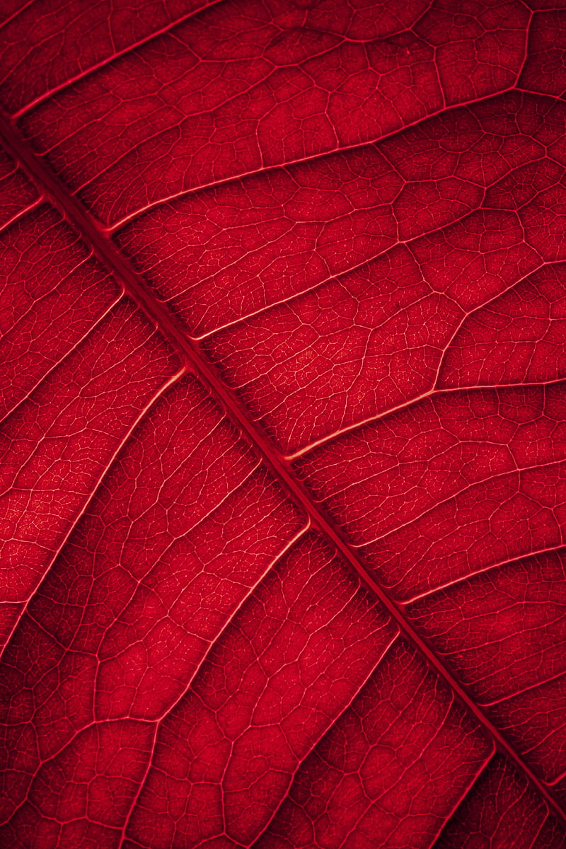 leaf, veins, macro, surface, red, HD phone wallpaper