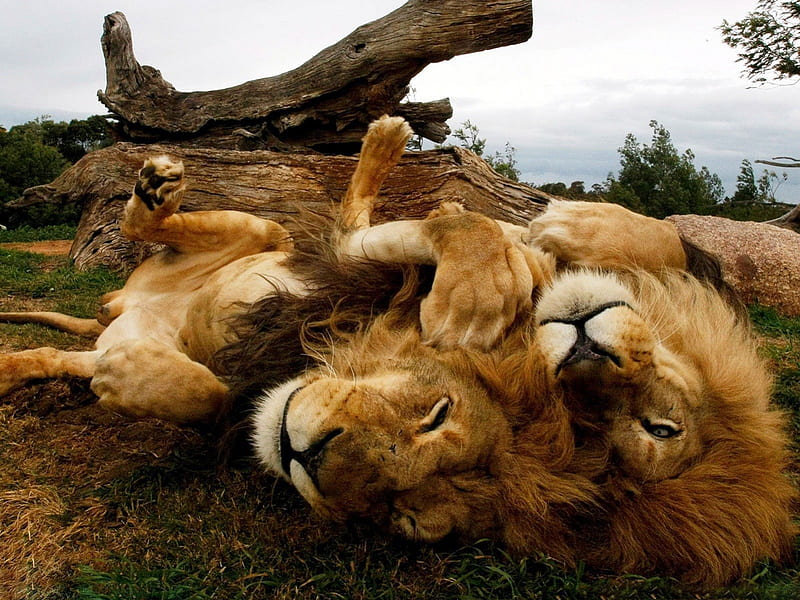 lions lying on the African savannah, african, lying, lions, savannah, HD wallpaper