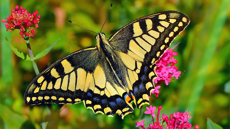 Yellow Black Blue Butterfly Is Flying Above On Pink Flower Butterfly, HD wallpaper