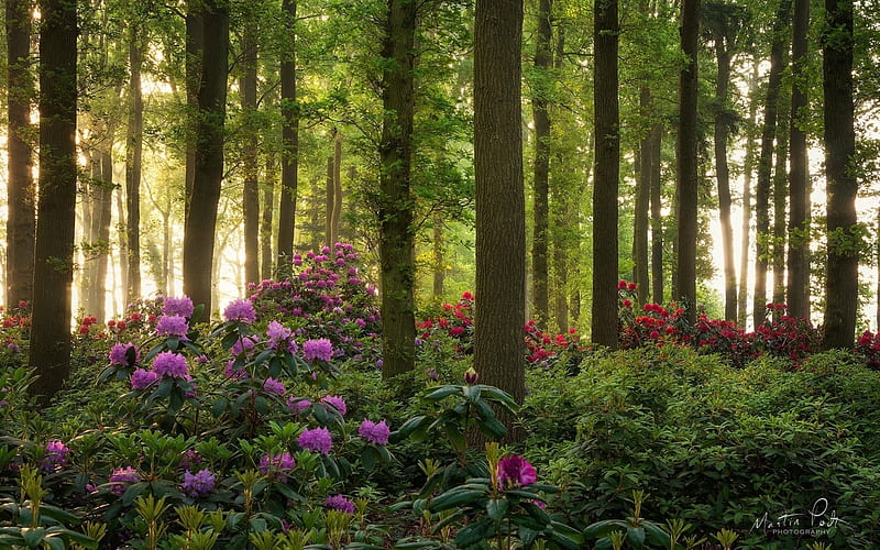 Rhododendrons in Forest, forest, blooms, trees, rhododendrons, HD wallpaper