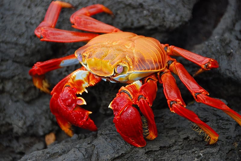 Crab, carcinology, Marine Animals, animals, Zoology, HD wallpaper