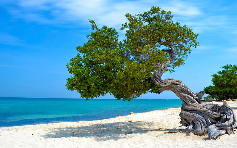 Caribbean, tree on the beach, ocean, summer travel, coast, summer coast, HD wallpaper