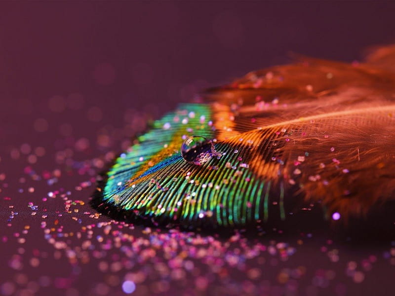The Rainbow Feather, awesome, rainbow, feather, droplets, HD wallpaper