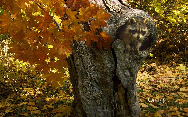 *** Raccoon hiding in a hollow tree...***, drzewo, liscie, szop pracz, las, HD wallpaper