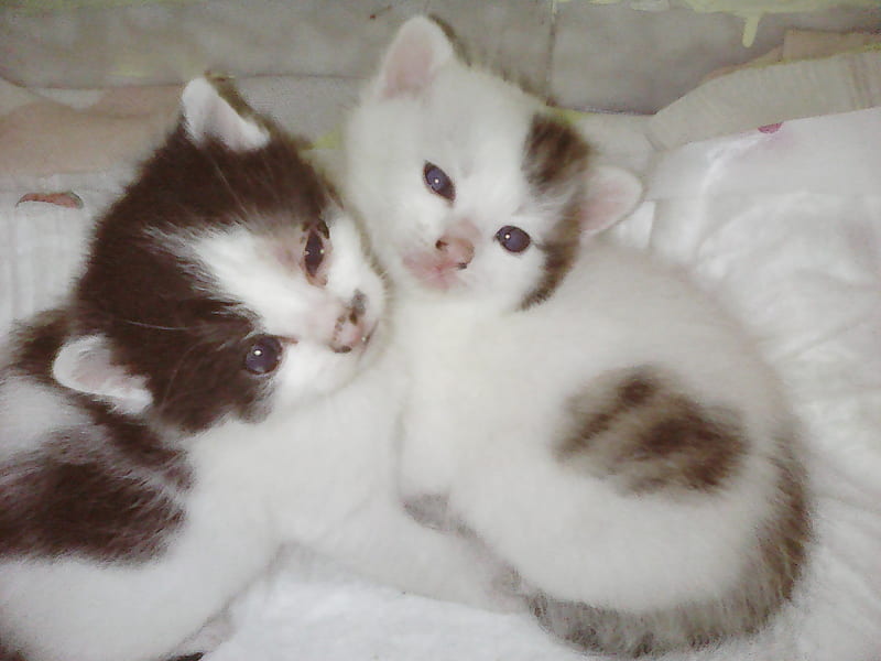 sister and brother, kittens, cute, lovely, cats, HD wallpaper