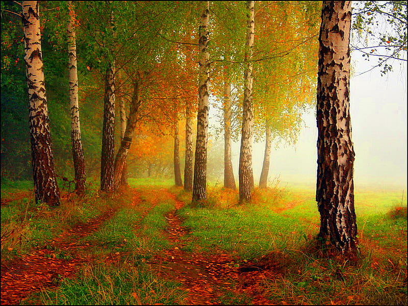 Autumn dream, forest, fall, autumn, nature, dream, fog, mist, HD ...