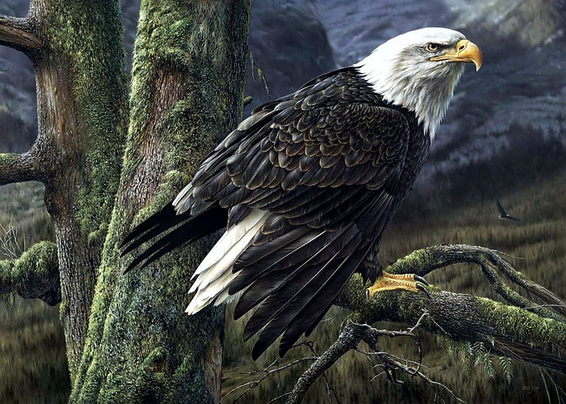 American Eagle, Flag, raptor, symbol, artwork, HD wallpaper