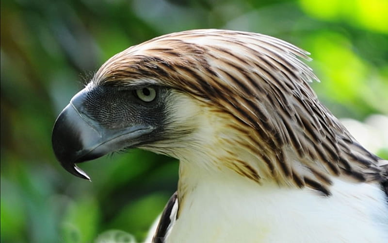 Monera Or Philippine Eagle, Endangered list, On Red list, bonito, Bird, On The Red list of Endangered and close of extinct, Eagle, HD wallpaper