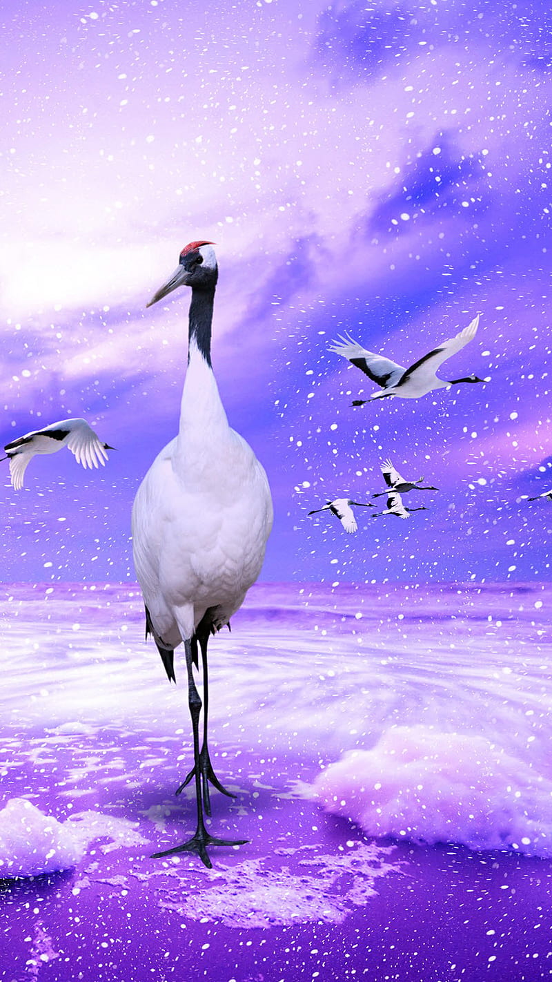 red crowned cranes, animals, birds, cranes, crowned, fly, nature, red, sky, HD phone wallpaper