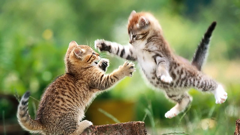 Playing Kittens With Shallow Background Kitten, HD wallpaper