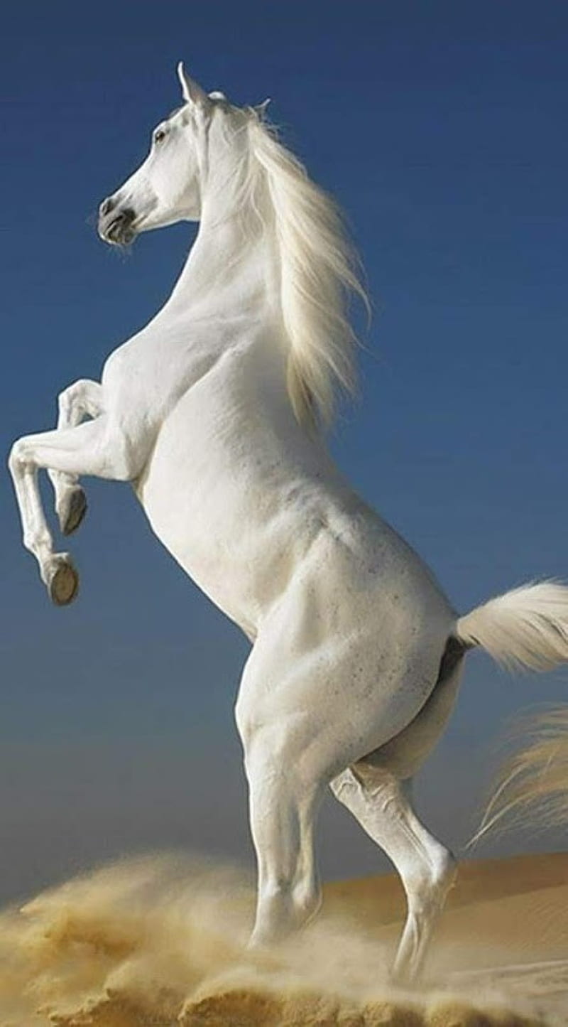 white beauty, horse, HD phone wallpaper