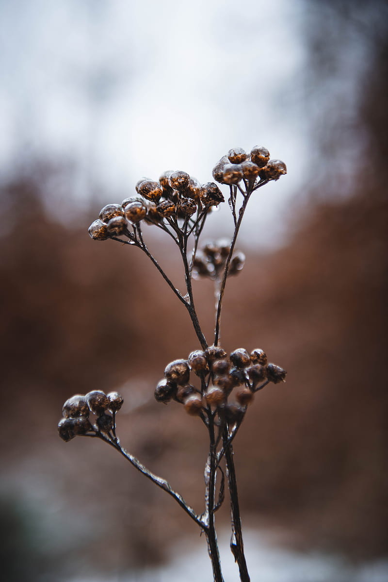 Brown Flower in Tilt Shift Lens, HD phone wallpaper