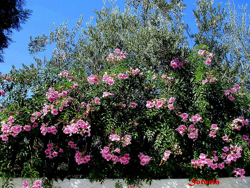 oleandar, tree, olive, flowers, bonito, pink, HD wallpaper