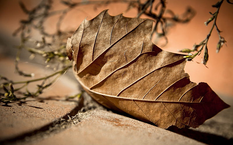 Dry leaf, Fall, Tree, Dry, Autumn, Leaf, HD wallpaper | Peakpx