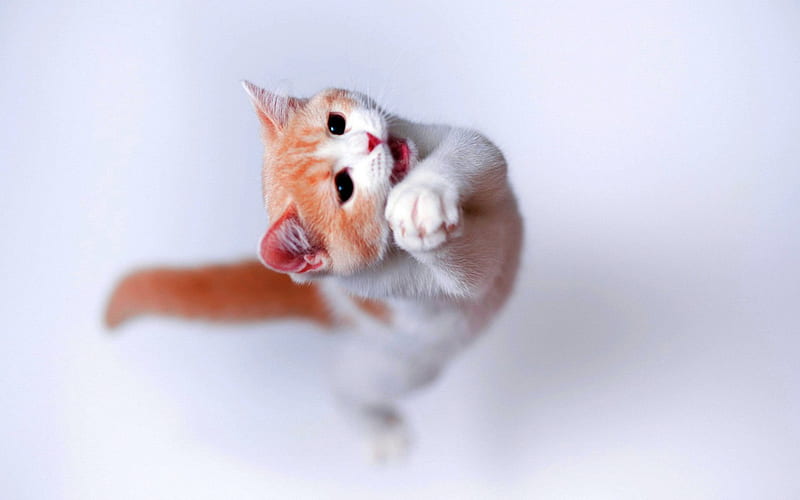 OPPA GANGNAM STYLE ;), adorable, cat, style, stands, HD wallpaper