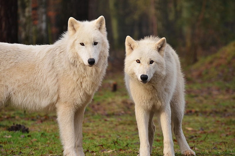 we will be close behind, friendship, quotes, pack, dog, lobo, arctic, black, abstract, winter, timber, snow, wolf , wolfrunning, wolf, white, lone wolf, howling, wild animal black, howl, canine, wolf pack, solitude, gris, the pack, mythical, majestic, wisdom beautiful, spirit, canis lupus, grey wolf, nature, wolves, HD wallpaper