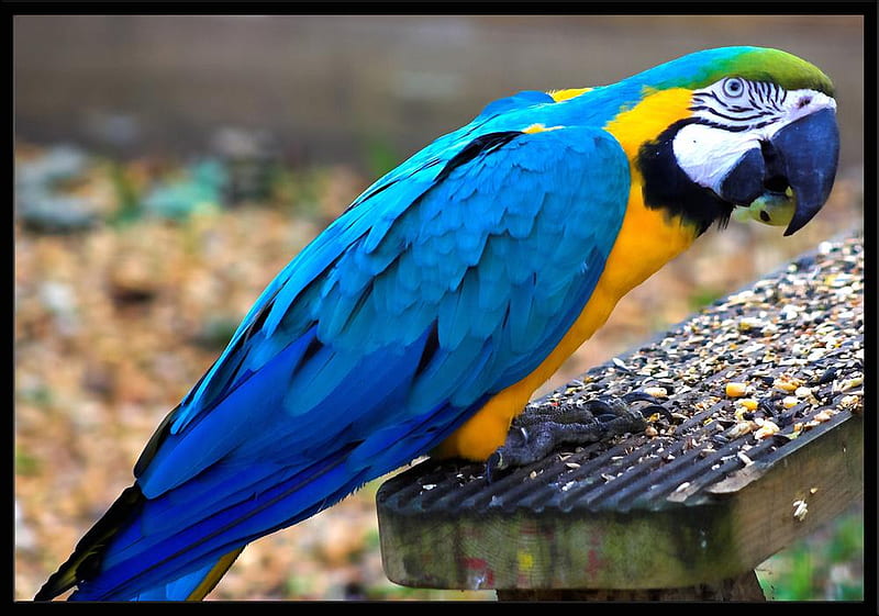 Macaw, bird seed, bird, animal, HD wallpaper