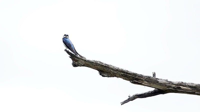 Bird Swallow Is On Tip Of Branch With White Background Birds, HD wallpaper