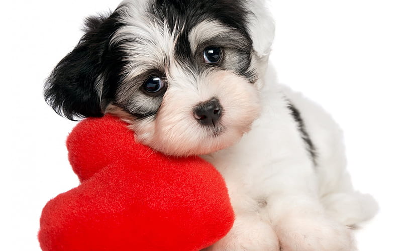 dog, red heart, puppy, Valentines Day, HD wallpaper