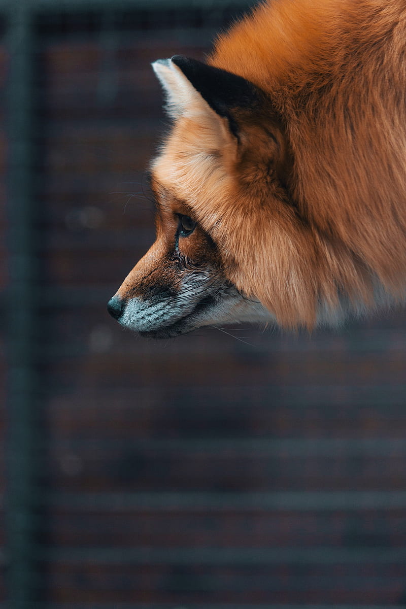 fox, muzzle, furry, beast, wildlife, HD phone wallpaper
