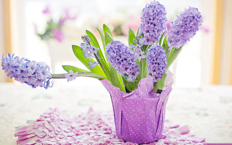 hyacinths, purple flowers in a pot, beautiful flowers, purple hyacinths, HD wallpaper