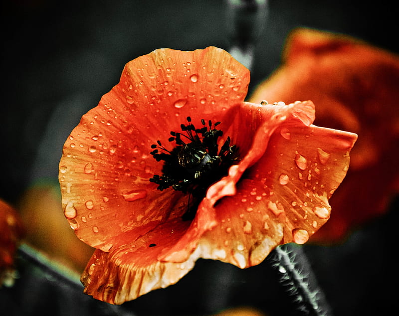 Red Poppy Flower, Raindrops, Macro, Dark Ultra, Vintage, dark, Drops,  Flower, HD wallpaper | Peakpx