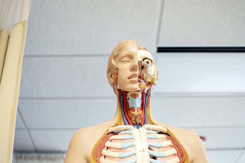 human anatomy figure below white wooden ceiling, HD wallpaper