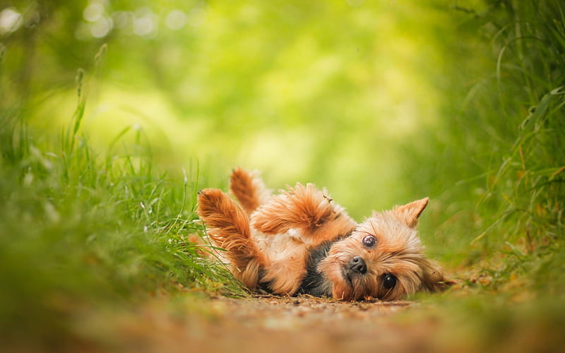 Yorkshire Terrier, bokeh, cute dog, summer, Yorkie, fluffy dog, dogs, cute animals, pets, Yorkshire Terrier Dog, HD wallpaper